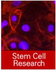 Stem Cell